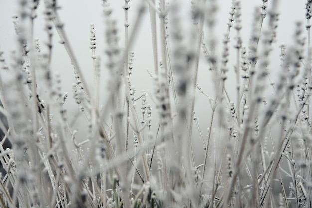 Foto primer plano de las plantas cubiertas de nieve