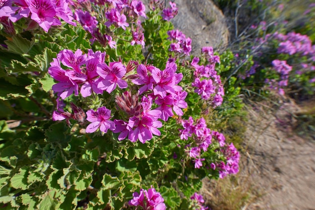 Primer plano de plantas de enredadera de rodondo púrpura que crecen afuera en su hábitat natural Un lecho de flores suculentas de drosanthemum floribundum que prosperan en una montaña en un hábitat o ecosistema al aire libre