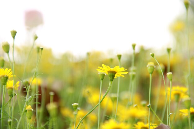 Primer plano de las plantas de flores amarillas en el campo