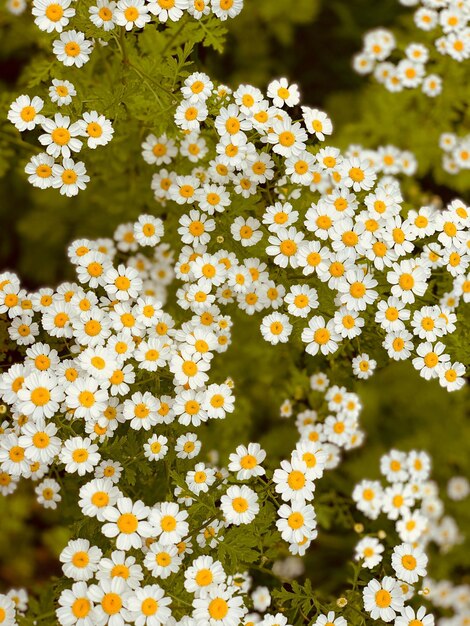 Primer plano de plantas de flores amarillas en el campo