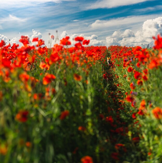 Foto primer plano de las plantas de flores amarillas en el campo