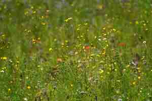 Foto primer plano de las plantas de flores amarillas en el campo