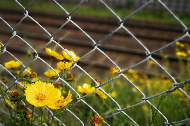 Foto primer plano de plantas de flores amarillas vistas a través de una valla de enchaines