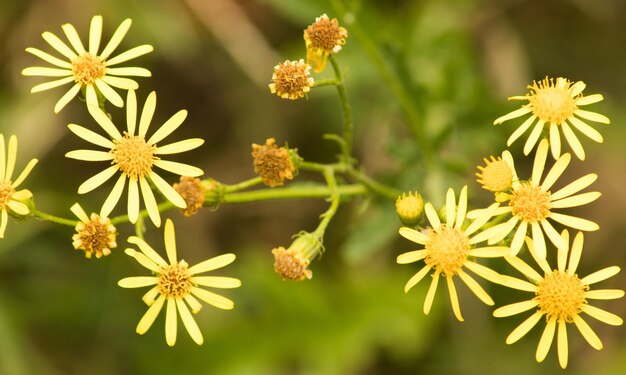 Foto primer plano de las plantas de flores amarillas