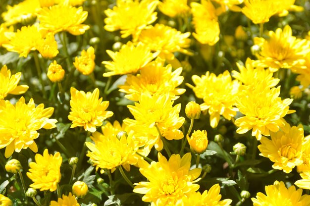 Primer plano de las plantas de flores amarillas