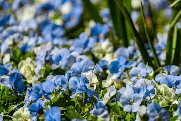 Primer plano de las plantas con flores azules en el campo