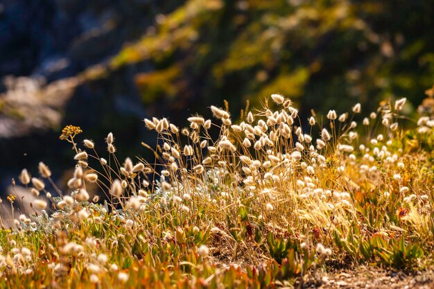 Foto primer plano de plantas de flores blancas en el campo