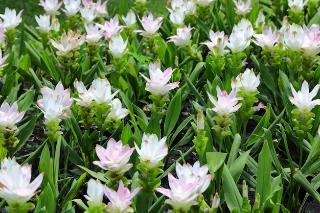 Primer plano de plantas de flores blancas en el campo