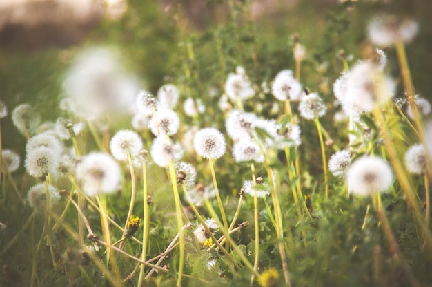 Primer plano de plantas de flores blancas en el campo