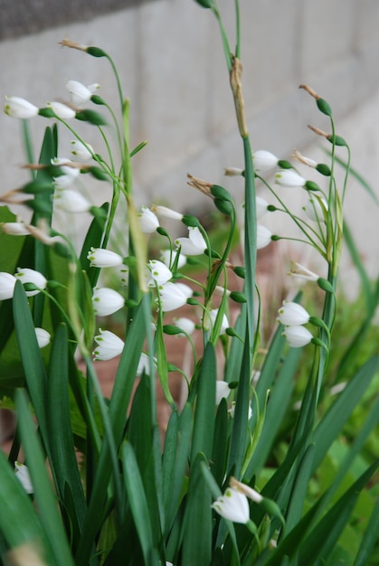 Foto primer plano de plantas de flores blancas en el campo