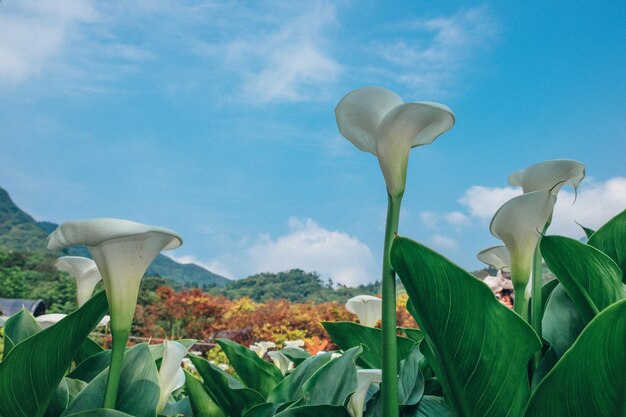 Foto primer plano de plantas con flores blancas contra el cielo