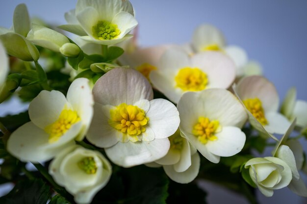 Primer plano de plantas con flores blancas en la mesa