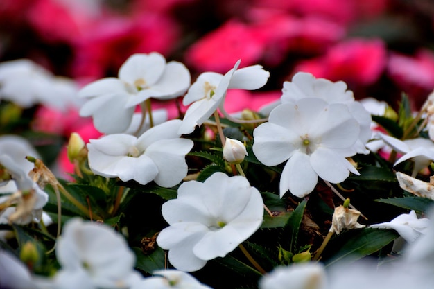 Primer plano de plantas con flores blancas en un parque