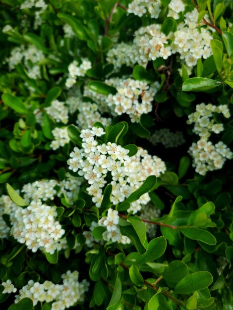 Primer plano de las plantas de flores blancas