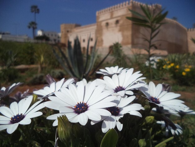 Foto primer plano de las plantas de flores blancas