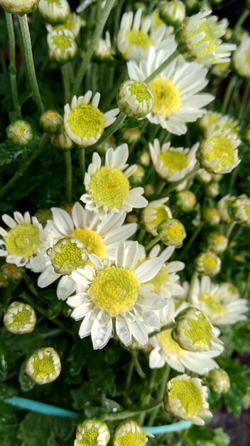 Foto primer plano de las plantas de flores blancas