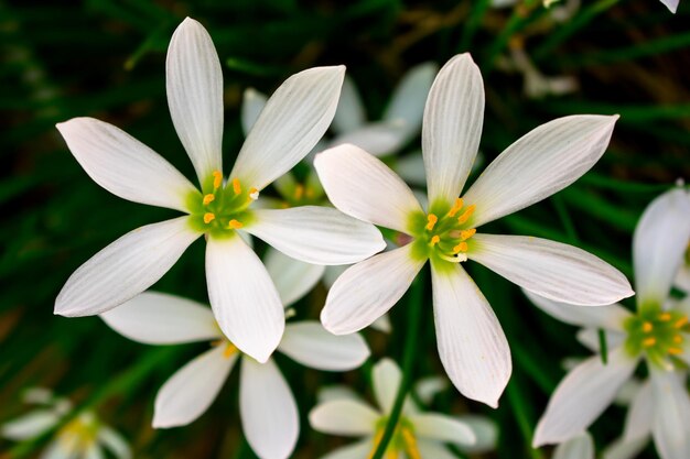 Primer plano de las plantas de flores blancas