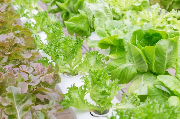 Foto primer plano de las plantas de flores blancas