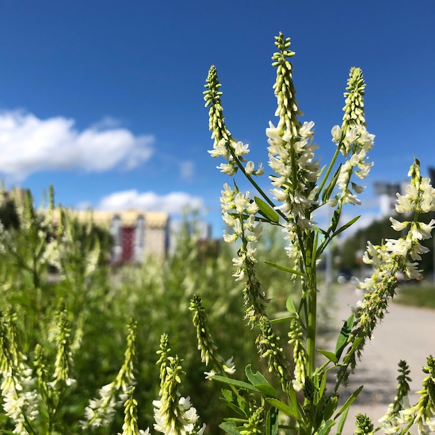 Primer plano de plantas con flores en el campo contra el cielo