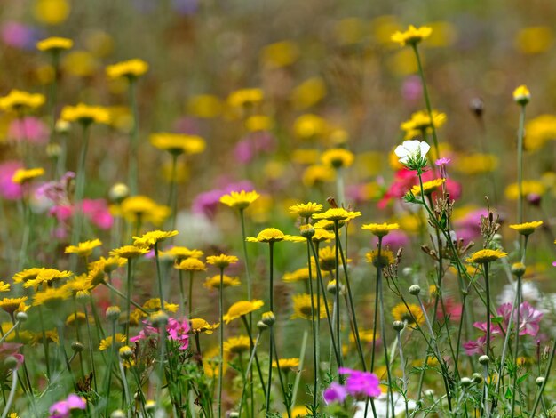 Foto primer plano de las plantas con flores en el campo