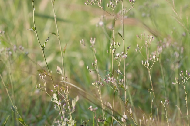 Primer plano de las plantas con flores en el campo