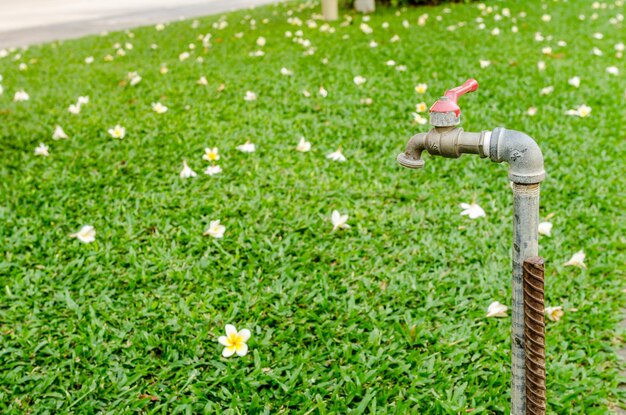 Foto primer plano de las plantas con flores en el césped