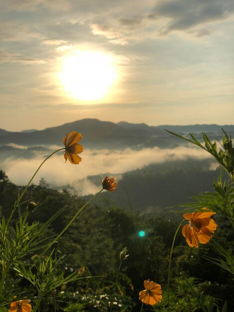 Primer plano de las plantas con flores contra el cielo durante la puesta de sol