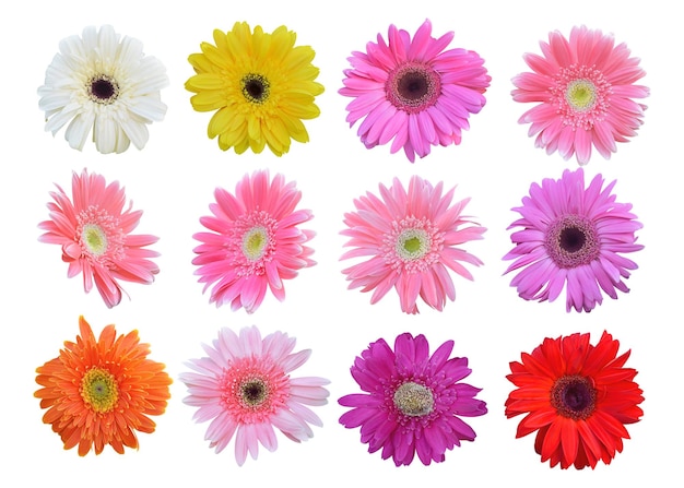 Primer plano de plantas con flores contra un fondo blanco