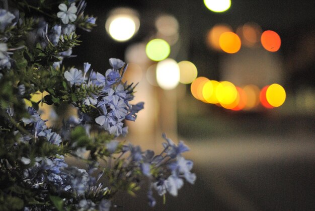 Primer plano de las plantas con flores iluminadas