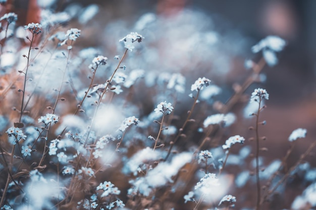 Foto primer plano de las plantas con flores durante el invierno