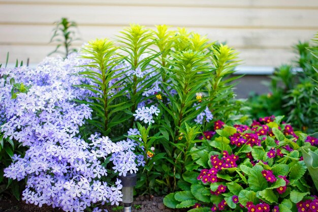 Primer plano de las plantas con flores en el jardín