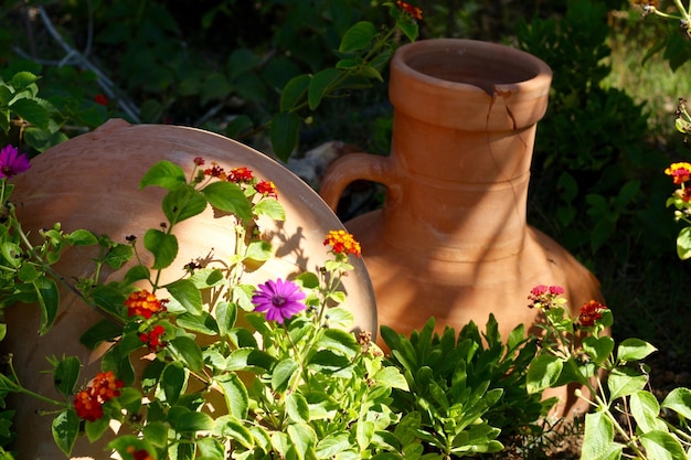 Primer plano de las plantas con flores en maceta
