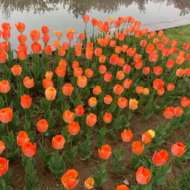 Primer plano de las plantas con flores de naranja en el campo