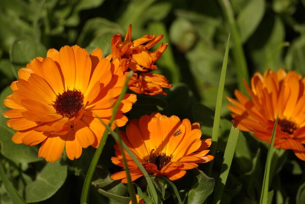 Primer plano de las plantas con flores de naranja