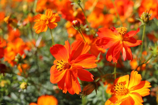 Foto primer plano de las plantas con flores de naranja