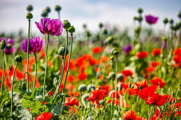 Primer plano de las plantas con flores púrpuras en el campo