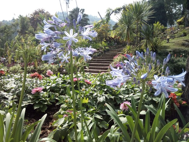 Primer plano de las plantas con flores púrpuras en el campo