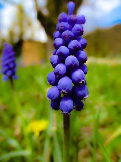 Foto primer plano de las plantas con flores púrpuras en el campo