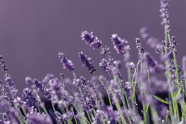 Primer plano de las plantas con flores púrpuras en el campo
