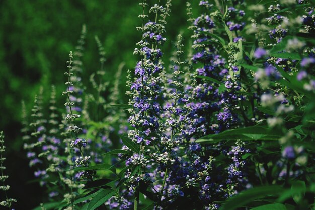 Primer plano de las plantas con flores púrpuras en el campo