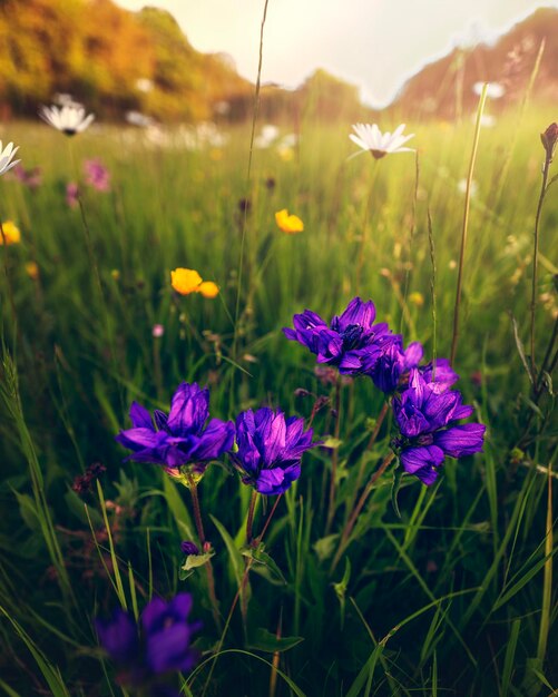 Foto primer plano de las plantas con flores púrpuras en el campo