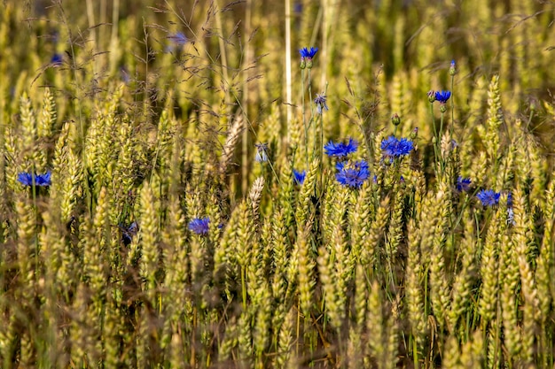 Primer plano de las plantas con flores púrpuras en el campo