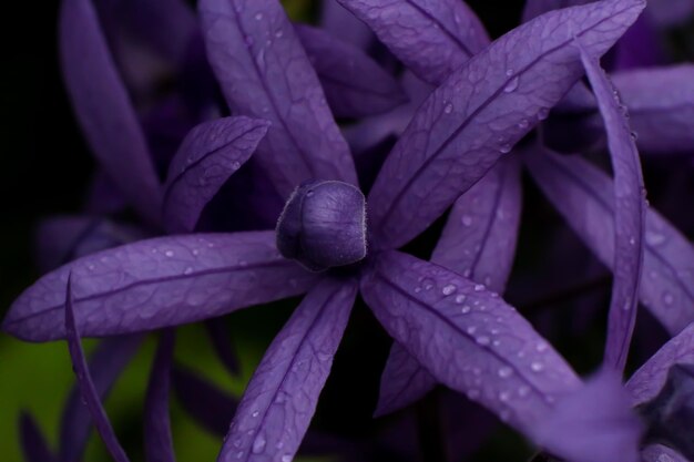 Foto primer plano de las plantas con flores púrpuras húmedas