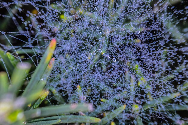 Foto primer plano de las plantas con flores púrpuras húmedas