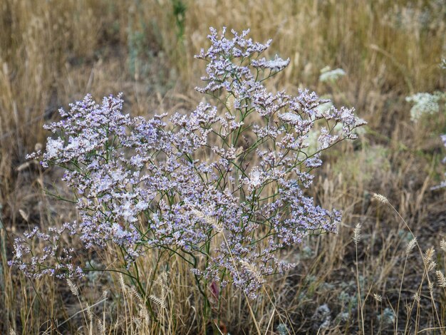 Foto primer plano de las plantas con flores púrpuras en tierra