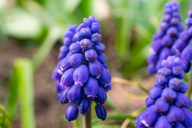 Foto primer plano de las plantas con flores púrpuras