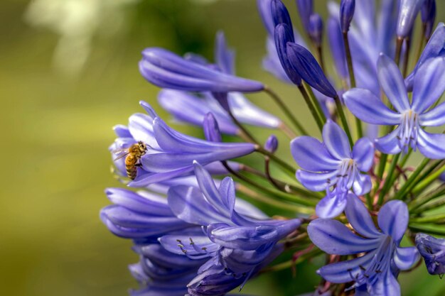 Foto primer plano de las plantas con flores púrpuras