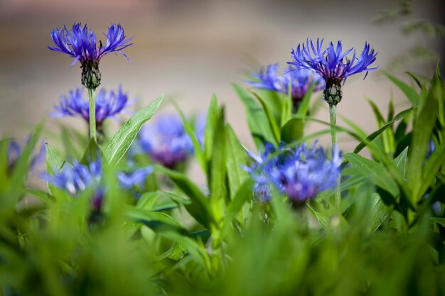 Foto primer plano de las plantas con flores púrpuras