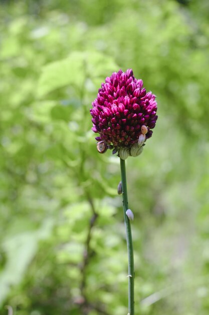 Foto primer plano de las plantas con flores púrpuras