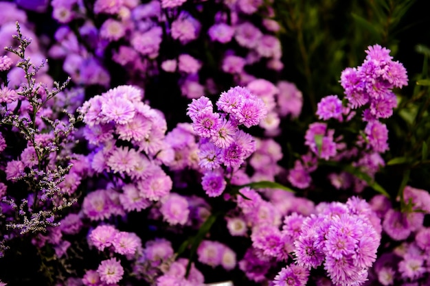 Primer plano de las plantas con flores púrpuras